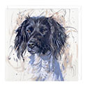 Card Springer Spaniel